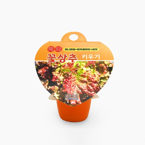 꽃상추 키우기 - 미니재배세트